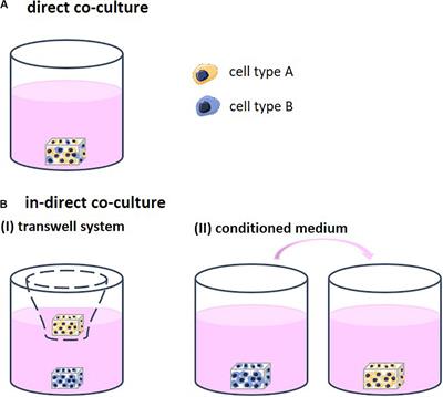 Impact of Culture Medium on Cellular Interactions in in vitro Co-culture Systems